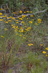 Coastal plain honeycombhead